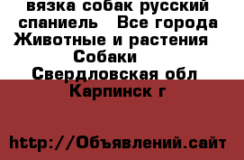 вязка собак русский спаниель - Все города Животные и растения » Собаки   . Свердловская обл.,Карпинск г.